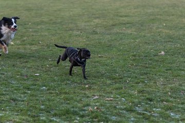 Bild 88 - Hundeshooting